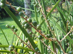 Sansevieria perrotii