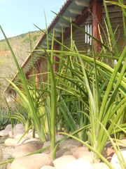 Sansevieria perrotii