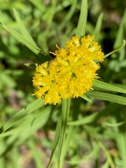 Solidagininae