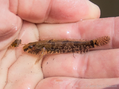 Proterorhinus semilunaris