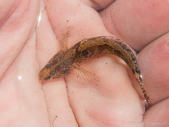 Proterorhinus semilunaris