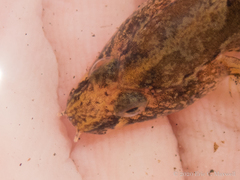 Proterorhinus semilunaris