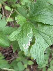 Phytomyza canadensis