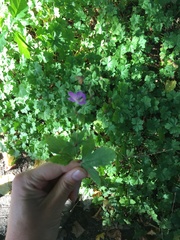 Geranium