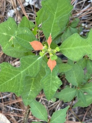 Euphorbia cyathophora