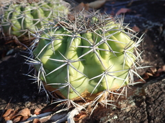 Discocactus