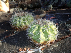 Discocactus
