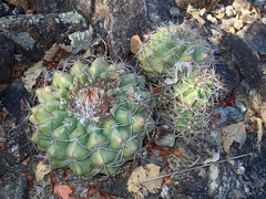 Discocactus