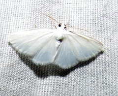 Lomographa vestaliata