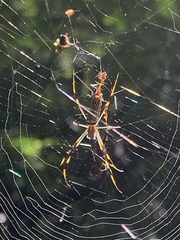 Trichonephila clavipes image