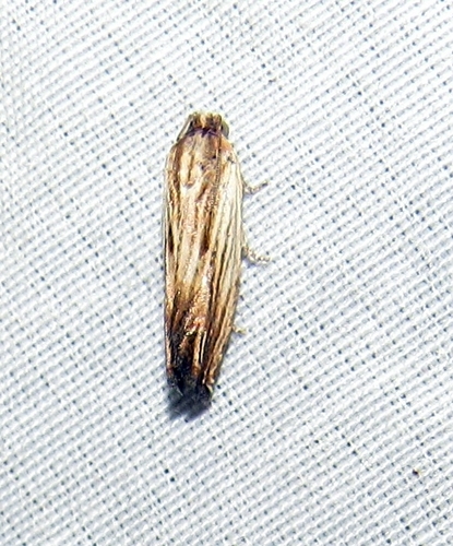 Phaneta