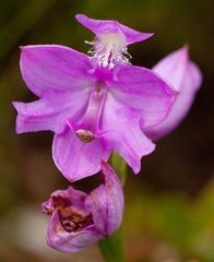 Calopogon tuberosus tuberosus