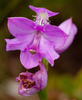 Bamboo Orchids, Grasspinks, and Dragon's Mouths - Photo (c) bobkennedy, some rights reserved (CC BY-NC), uploaded by bobkennedy