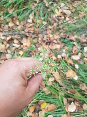 Ostericum tenuifolium