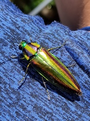 Chrysochroa fulgidissima