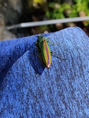 Chrysochroa fulgidissima