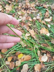 Ostericum tenuifolium