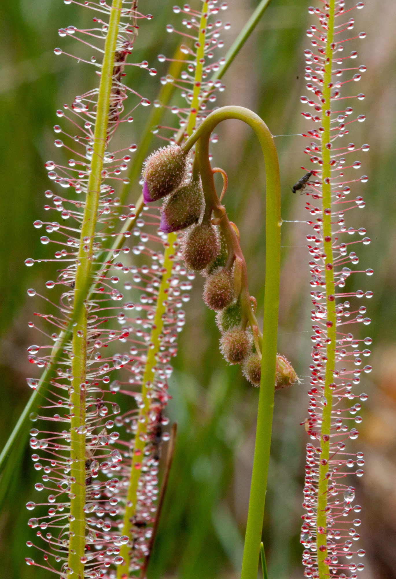 Drosera filiformis 'All Red' 3