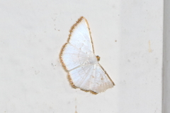 Leuciris