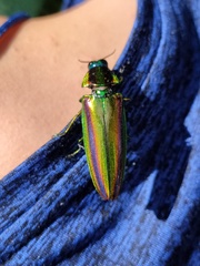 Chrysochroa fulgidissima