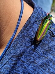 Chrysochroa fulgidissima