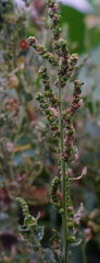 Chenopodium acuminatum virgatum