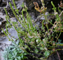 Chenopodium acuminatum virgatum
