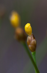 Xyris montana