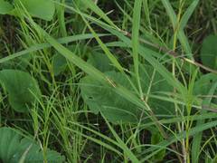 Conocephalus melaenus