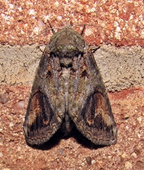 Heterocampa obliqua