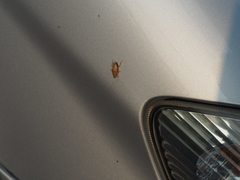 Megamareta pallidiola