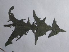 Taraxacum officinale