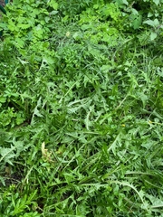 Taraxacum officinale