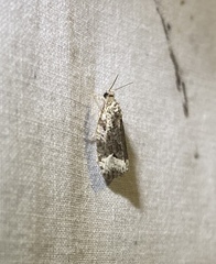 Apotomis capreana