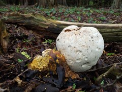 Calvatia gigantea