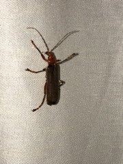 Pacificanthia consors