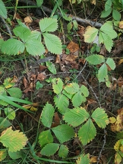Fragaria orientalis