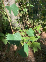Vitis rotundifolia