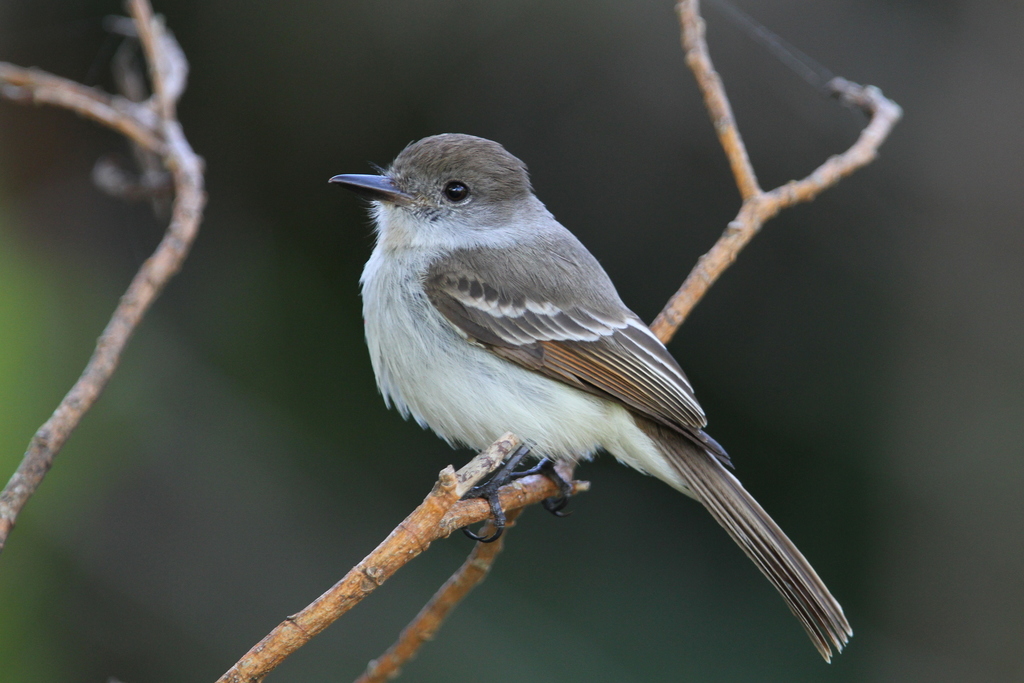 La Sagra's Flycatcher (Myiarchus sagrae) photo