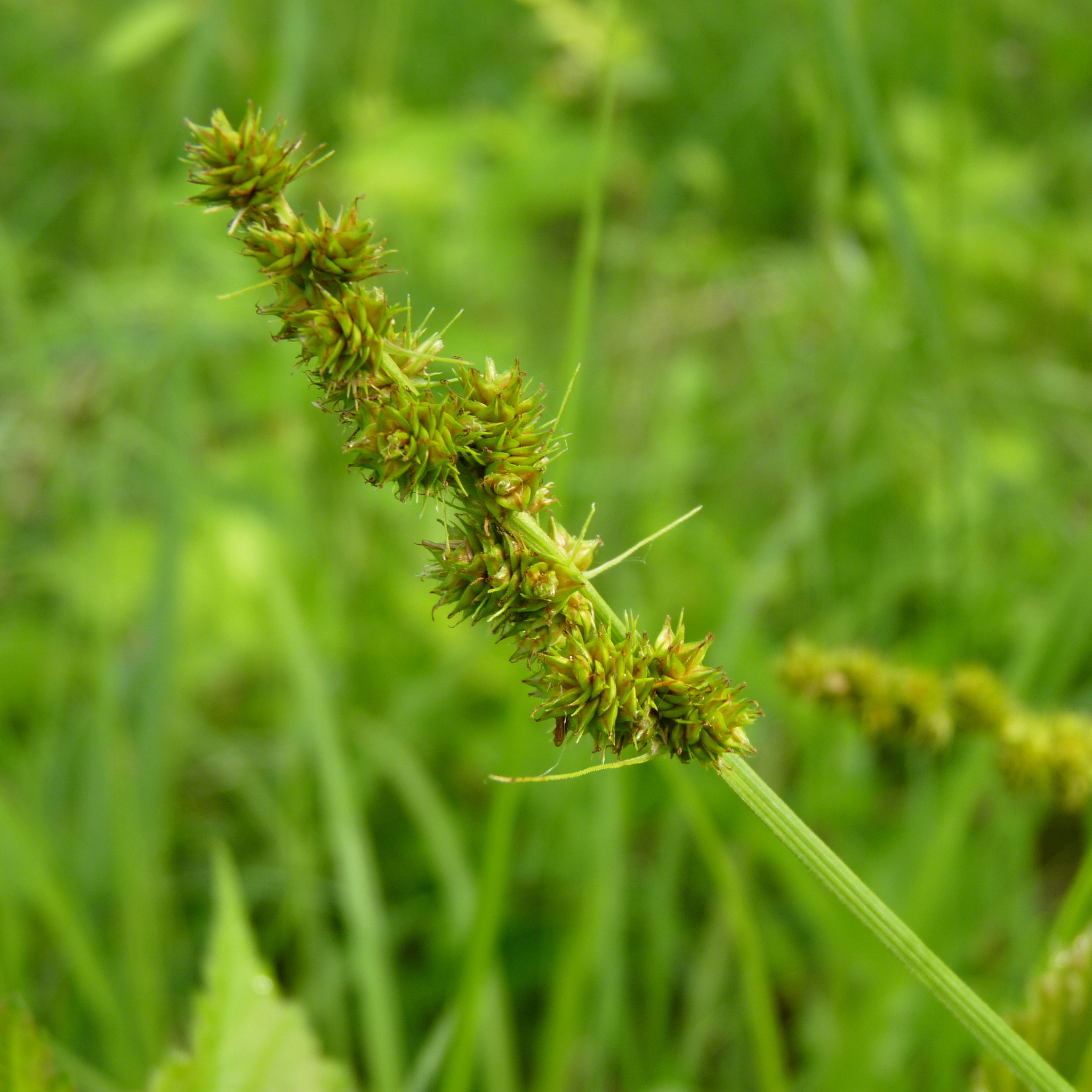 Carex annectens