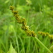 Carex annectens - Photo (c) John Beetham,  זכויות יוצרים חלקיות (CC BY-NC-SA)