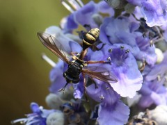Physocephala rufipes