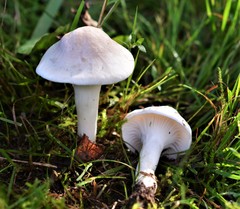 Cuphophyllus pratensis pallidus