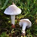 Pale Waxcap - Photo (c) Ludo Leclerc, some rights reserved (CC BY-NC), uploaded by Ludo Leclerc