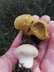 Lycoperdon lividum