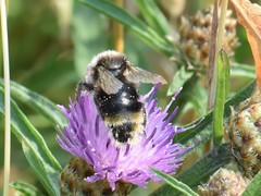 Bombus campestris