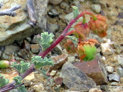 Hermannia cuneifolia