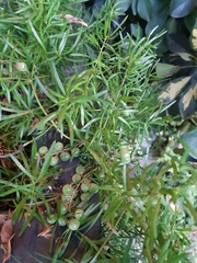 Asparagus aethiopicus