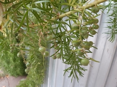 Asparagus aethiopicus