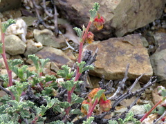 Hermannia cuneifolia